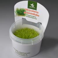 Утрикулярия Граминифолия (Пузырчатка траволистная меристемная (Utricularia graminifolia)
