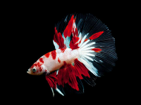 Петушок Халф Мун кои самец (Betta male Halfmoo koi Tail)