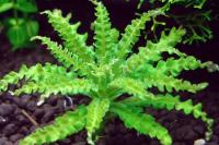 Погостемон Хелфера (Pogostemon helferi )