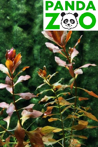 Ludwigia sp. Super Red- Людвигия супер ред  L073