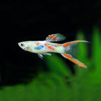 Гуппи калико альбино  (Guppy)