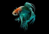 Петушок Коронохвостый зеленый самец (Betta-splendens-crown-tail-green)