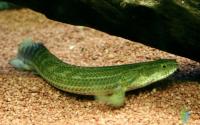 Полиптерус Лапрадей (Polypterus lapradei) 8,5-9 см