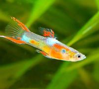 Гуппи Эндлера Золотой (Guppy) Самец