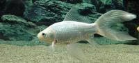 Золотая рыбка Комета белая (Goldfish comet white)