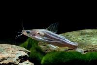 Мистус полосатый сом (Mystus vittatus)