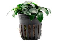 Анубиас Нана бонсай петит (Anubias-nana-petite)