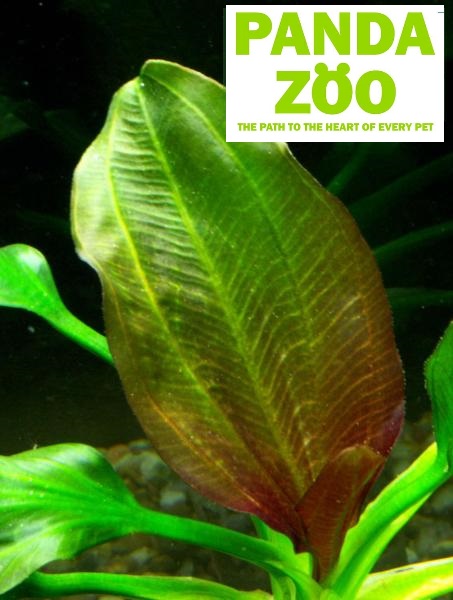 Echinodorus Apart- Эхинодорус Апарт E041
