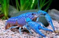 Рак Флоридский голубой, синий (Procambarus alleni)