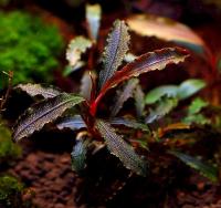 Буцефаландра Кедаганг (Bucephalandra sp. Kedagang) 1 ветка