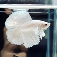 Петушок Халф Мун двухвостый Белый самец (betta-MALE white double  tail-)