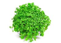 Хемиантус Куба каллитрихоидес (Hemianthus callitrichoides Cuba)