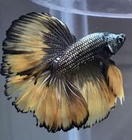 Петушок Халф Мун черное золото самец (betta cockerel male tailed-black-gold)