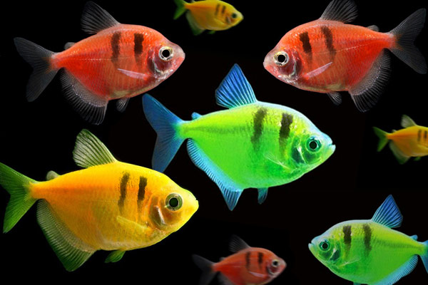 Тернеция Glo Fish с полосой ассорти (Gymnocorymbus ternetzi)  1,5-2 см