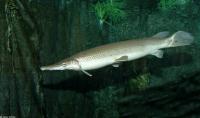 Щука Тупорылый Панцирник  (Lepisosteus platostomus) 9-11 см