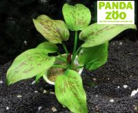 Echinodorus Quadricolor- Эхинодорус Квадриколор E193