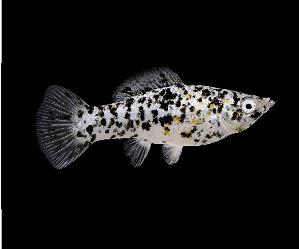 Моллинезия Долматинец (Poecilia sphenops)