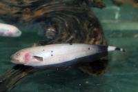 Аптеронотус Нож  Золотой  (Apteronotus albifrons goldy ) 3,5-4 см