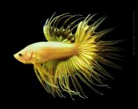 Петушок Коронохвостый желтый самец (Betta-male-crown-tail-Yellow)