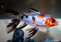 Золотая рыбка Шубункин ситцевый( Goldfish Shubunkin calico)