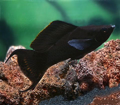 Моллинезия Велифера  Черная Нигра парусная (Poecilia velifera)