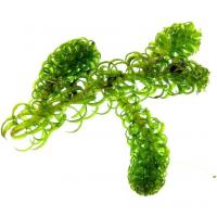 Лагаросифон курчавый (Lagarosiphon miscoides)