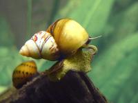 Улитка японская  (Japanese Trapdoor Snail)
