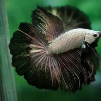Петушок Супер Дельта черный дракон самец (betta-MALE super-delta-black-)
