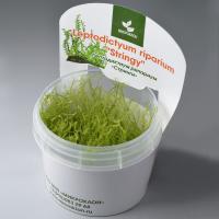 Мох Стринг меристемный Leptodictyum riparium