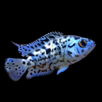 Цихлазома Блю Демпси (Rocio octofasciata Blue Jack Dempsey) 3,5-4,5 см