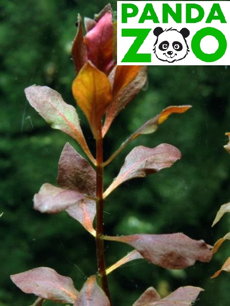Ludwigia sp. Super Red- Людвигия супер ред  L073