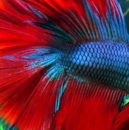 Петушок Халф Мун двухвостый биколор самец (Betta male Halfmoon duble redTail)