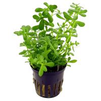Бакопа Монье (Bacopa monnieri)