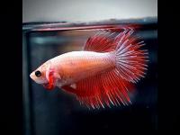 Петушок самка (курочка) Коронохвостая Красная (Betta fish female ) 3-3,5 см