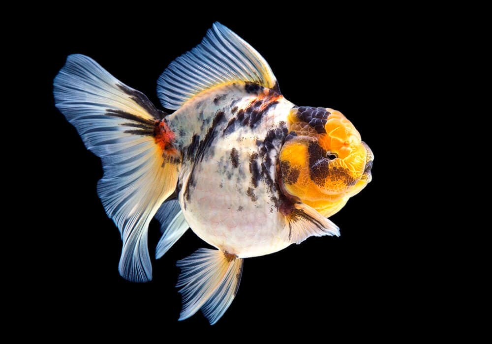 Оранда ситцевая  (Goldfish Oranda calico)