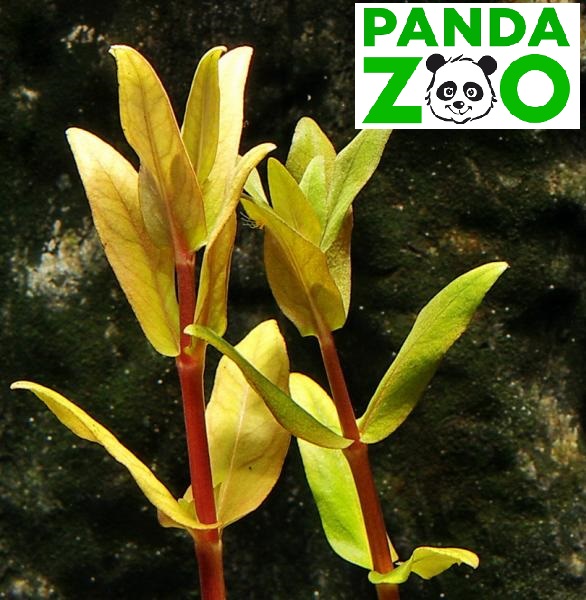 Ammannia Capitellata- Амманния Капителлата L140