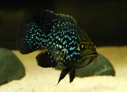  Паратиляпия Полени Звездчатая  (Paratilapia polleni) 3.5 - 3,8 см окрас мальковый 