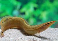 Макрогнатус глазчатый  (Macrognathus Aculeatus)  7-8 см