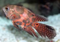 Цихлида  Астронотус вуалевый тигровый (astronotus-ocellatus-long-finned)