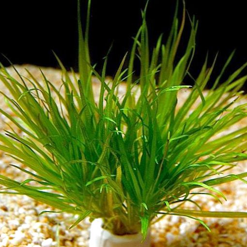 Бликса Японская (Blyxa japonica)
