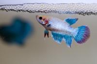 Петушок самка (курочка) Супер Дельта Бирюзовая  (Betta fish female ) 3-3,5 см