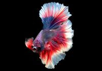 Петушок Халф Мун саламандра самец (Betta male Halfmoon salamandra)