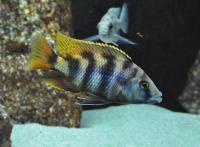 Цихлида Плацидохромис миломо (Placidochromis milomo)