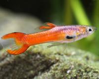 Гуппи Эндлера красный Скарлет  (Guppy) Самец