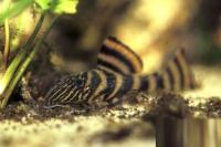 Номерной сом L002 / L074 (Peckoltia vermiculata/TIGER) 3,5 см