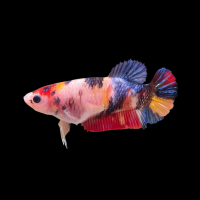 Петушок самка (курочка) Супер Дельта Галактика (Betta fish female ) 3-3,5 см