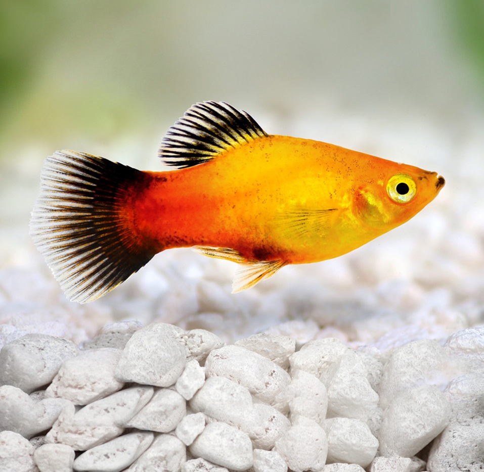 Пецилия золотая чернохвостая  (Xiphophorus maculatus gold blacktail Platy)