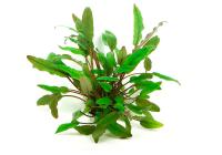 Криптокорина зеленая Беккета (Cryptocoryne beckettii viridifolia)