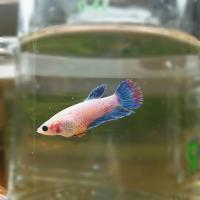 Петушок самка (курочка) Коронохвостая Бирюзовая  (Betta fish female ) 3-3,5 см