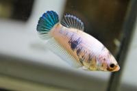 Петушок самка (курочка) Супер Дельта (Betta fish female ) 3-3,5 см